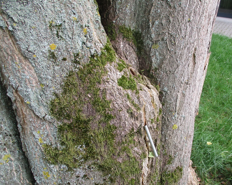 Baumgutachten