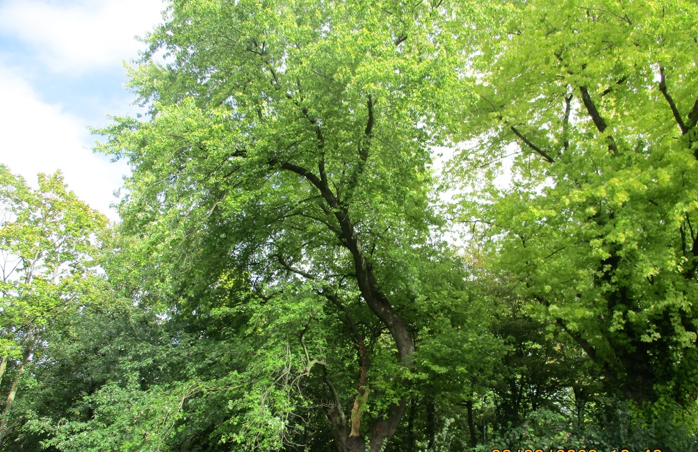 Baumkontrolle Baumkataster